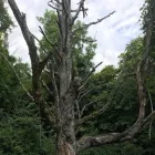 Business 50 image SPIDER TREE SERVICE, INC. Arborists & Tree Surgeons in Hamilton OH