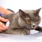 Business 1 image VALLEY DOG AND CAT HOSPITAL Veterinarians in Owings Mills MD