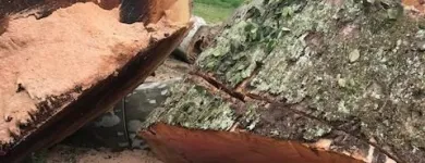 Business 2 image SPIDER TREE SERVICE, INC. Arborists & Tree Surgeons in Hamilton OH