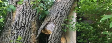 Business 3 image SPIDER TREE SERVICE, INC. Arborists & Tree Surgeons in Hamilton OH