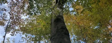 Business 11 image SPIDER TREE SERVICE, INC. Arborists & Tree Surgeons in Hamilton OH