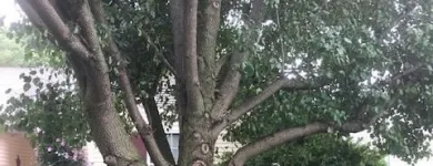 Business 13 image SPIDER TREE SERVICE, INC. Arborists & Tree Surgeons in Hamilton OH