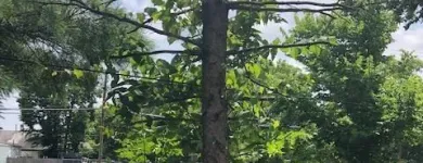 Business 14 image SPIDER TREE SERVICE, INC. Arborists & Tree Surgeons in Hamilton OH