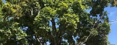 Business 24 image SPIDER TREE SERVICE, INC. Arborists & Tree Surgeons in Hamilton OH