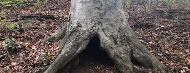 Business 26 image SPIDER TREE SERVICE, INC. Arborists & Tree Surgeons in Hamilton OH