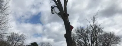 Business 27 image SPIDER TREE SERVICE, INC. Arborists & Tree Surgeons in Hamilton OH