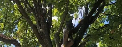 Business 29 image SPIDER TREE SERVICE, INC. Arborists & Tree Surgeons in Hamilton OH