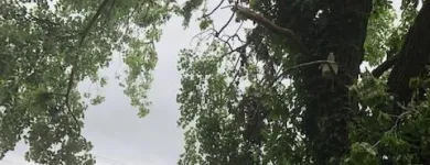 Business 30 image SPIDER TREE SERVICE, INC. Arborists & Tree Surgeons in Hamilton OH