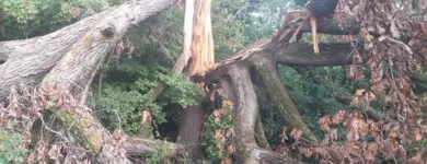 Business 38 image SPIDER TREE SERVICE, INC. Arborists & Tree Surgeons in Hamilton OH