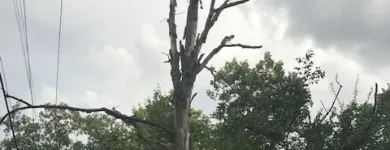 Business 42 image SPIDER TREE SERVICE, INC. Arborists & Tree Surgeons in Hamilton OH