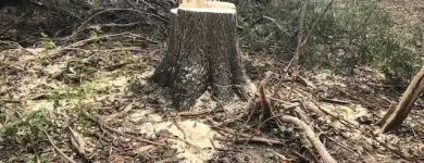 Business 43 image SPIDER TREE SERVICE, INC. Arborists & Tree Surgeons in Hamilton OH