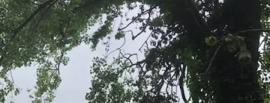Business 48 image SPIDER TREE SERVICE, INC. Arborists & Tree Surgeons in Hamilton OH