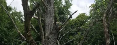 Business 50 image SPIDER TREE SERVICE, INC. Arborists & Tree Surgeons in Hamilton OH